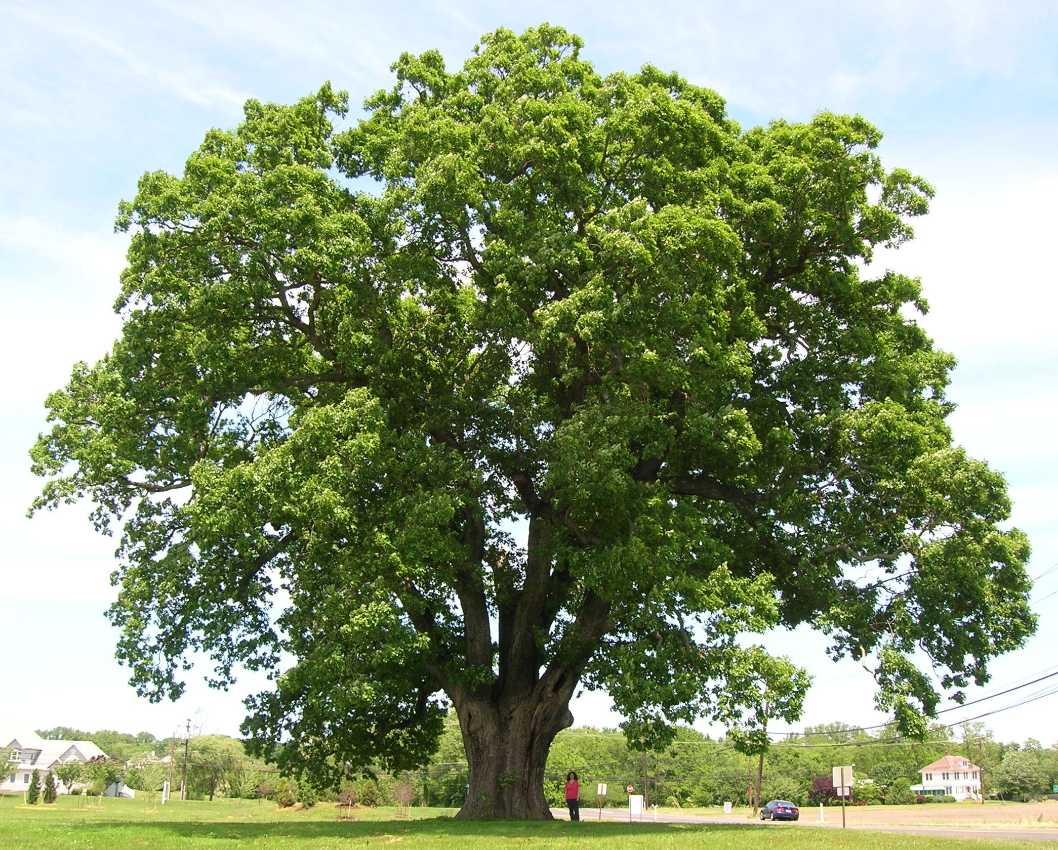 A mature oak tree with a broad green canopy over a sunlit lawn